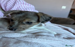 Jack Russell dogs for sale: Jack russel pup for sale  - Image 5