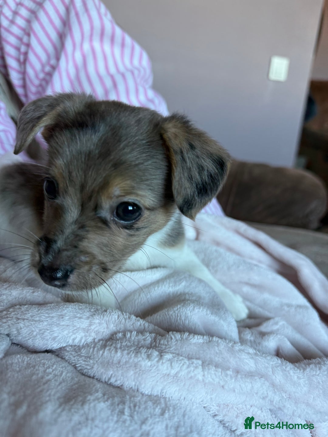 Jack Russell dogs for sale: Jack russel pup for sale  - Image 5