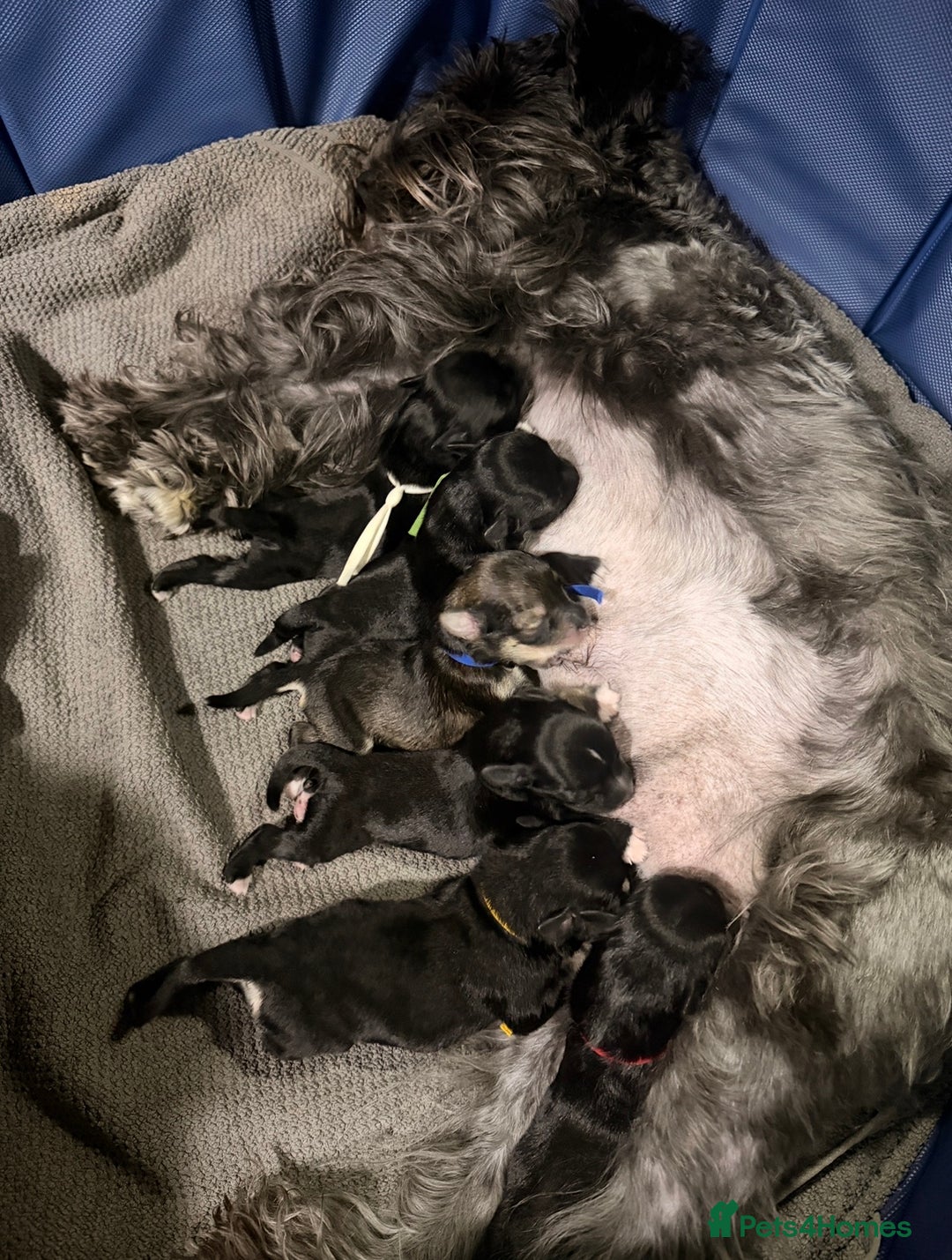 Miniature Schnauzer dogs for sale: Miniature Schnauzer Liver gene litter - Advert 11