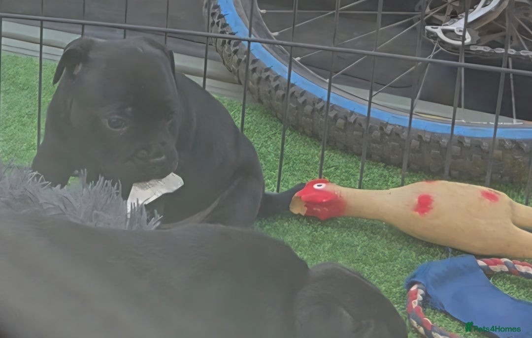 Staffordshire Bull Terrier dogs for sale: Kc registered Staffords  - Image 17