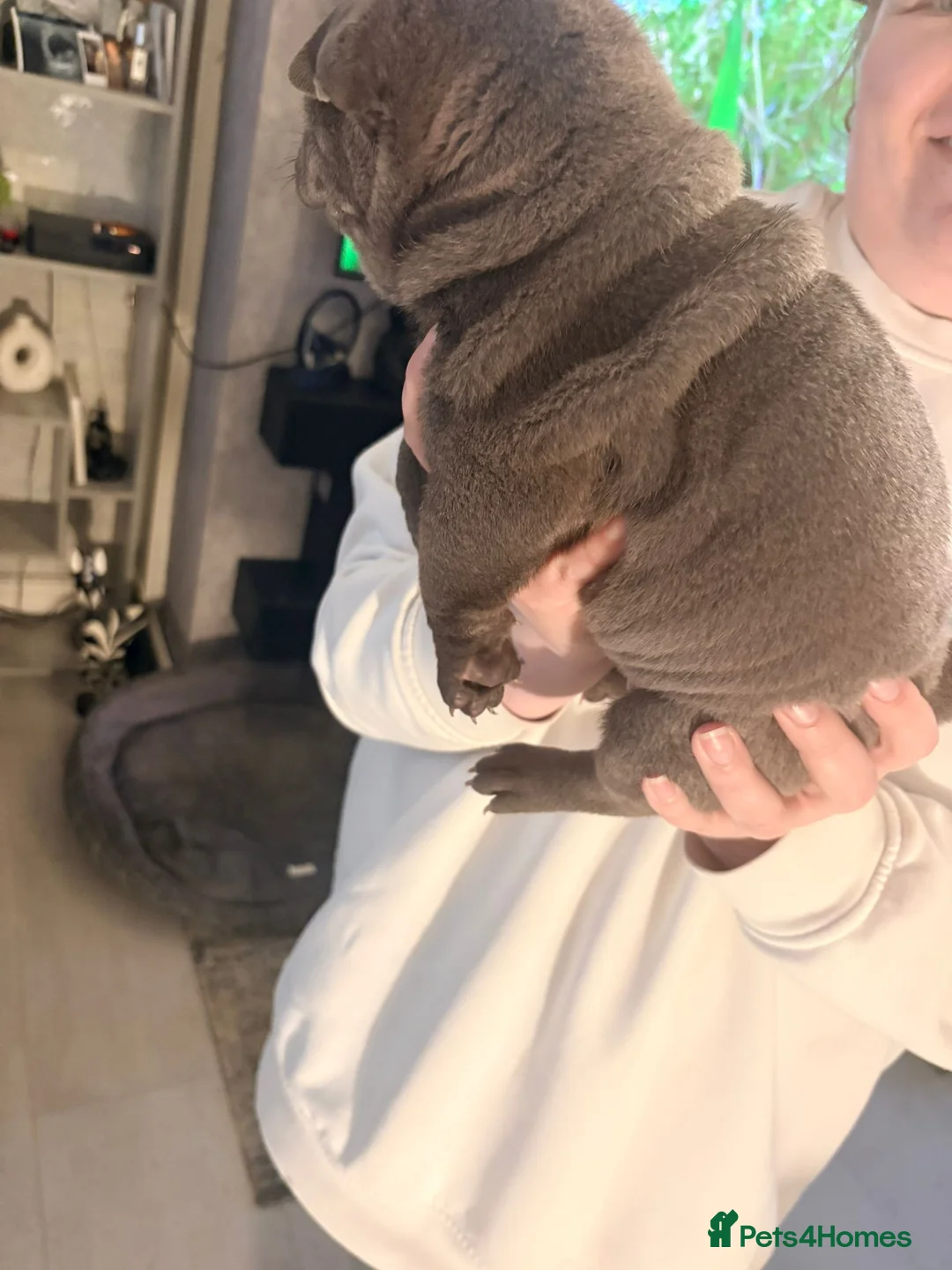 Shar Pei dogs for sale: Shar Pei Puppies looking for forever homes - Advert 29