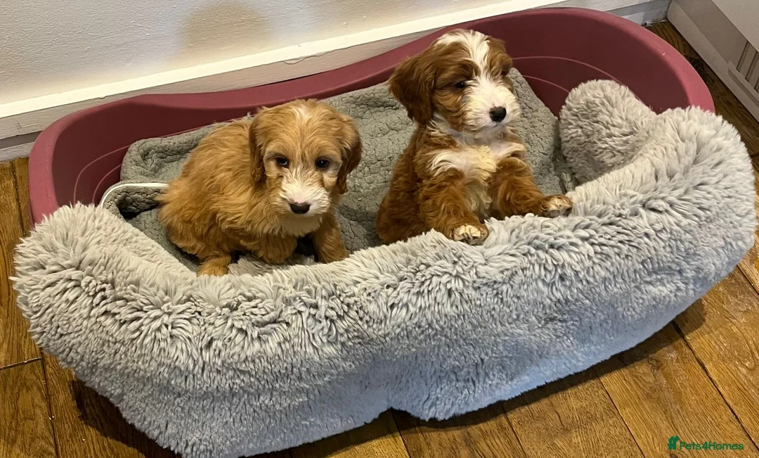 Cockapoo dogs for sale: F1 cockepoo  - Advert 3