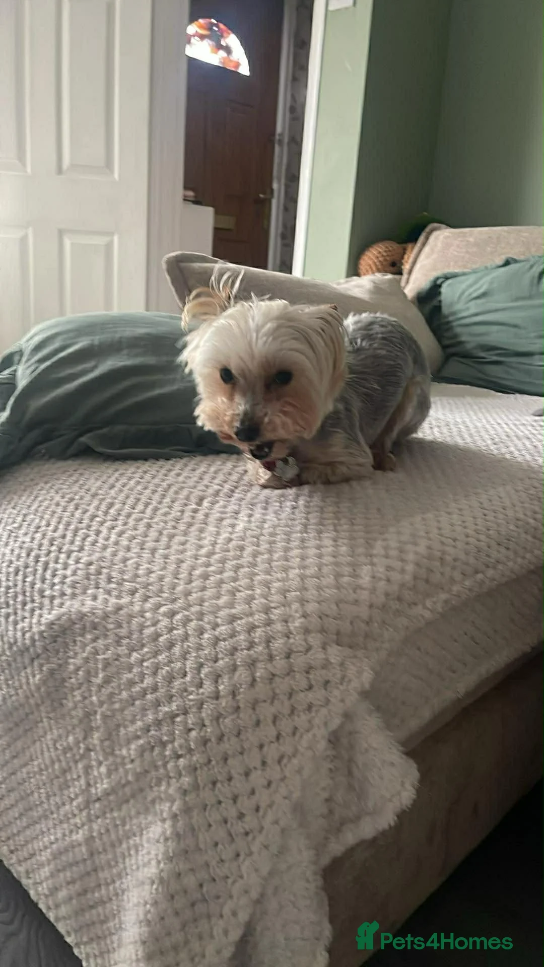 Yorkshire Terrier dogs for sale: York terrier  - Advert 20