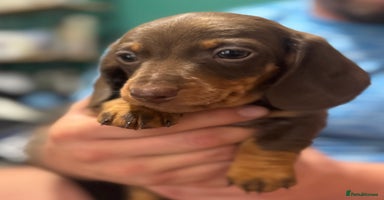 Dachshund dogs - Advert 8