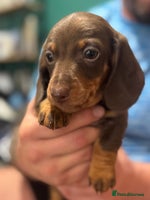 Dachshund dogs - Advert 3