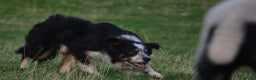 Border Collie dogs for stud: Rough coated , Tri colour Border Collie at Stud.  - Advert 2