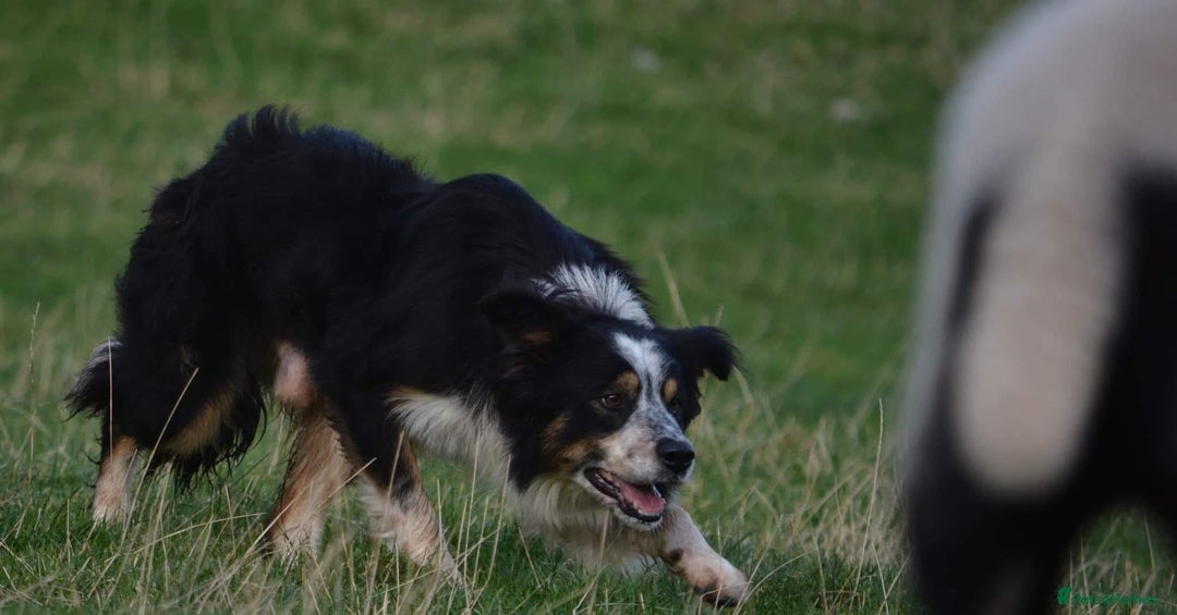 Border Collie dogs for stud: Rough coated , Tri colour Border Collie at Stud.  - Advert 2
