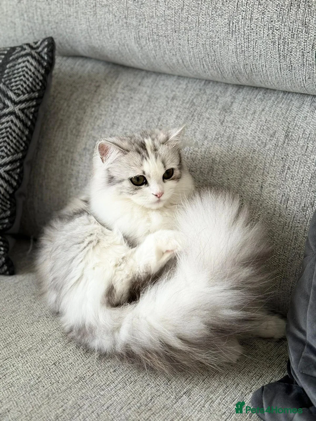 Persian cats for sale: Cute chinchilla Persian Kitten(only one male left) in Bradford - Advert 11