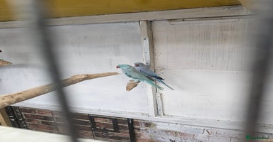 Mixed Breed birds - Advert 3