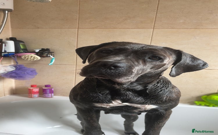 Cane Corso dogs - Advert 4