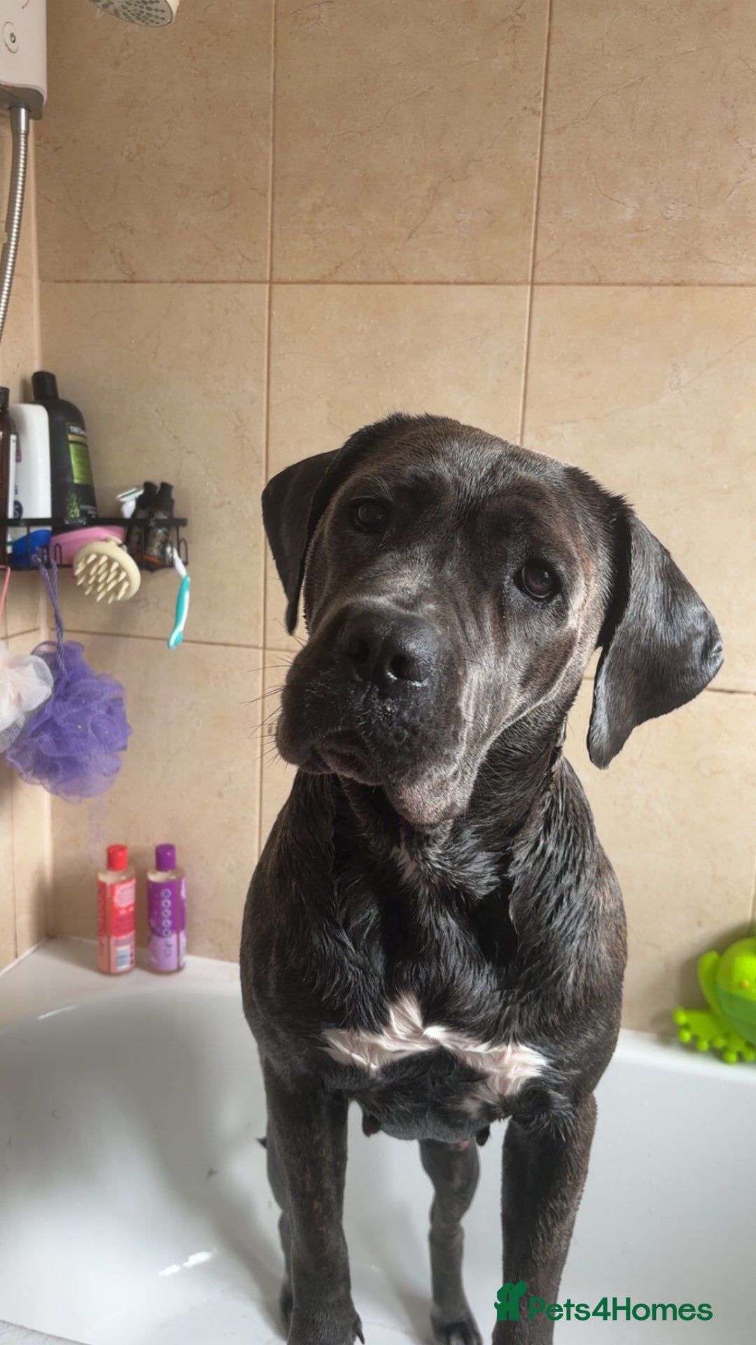 Cane Corso dogs for sale: Bella the Cane Corso  - Image 1