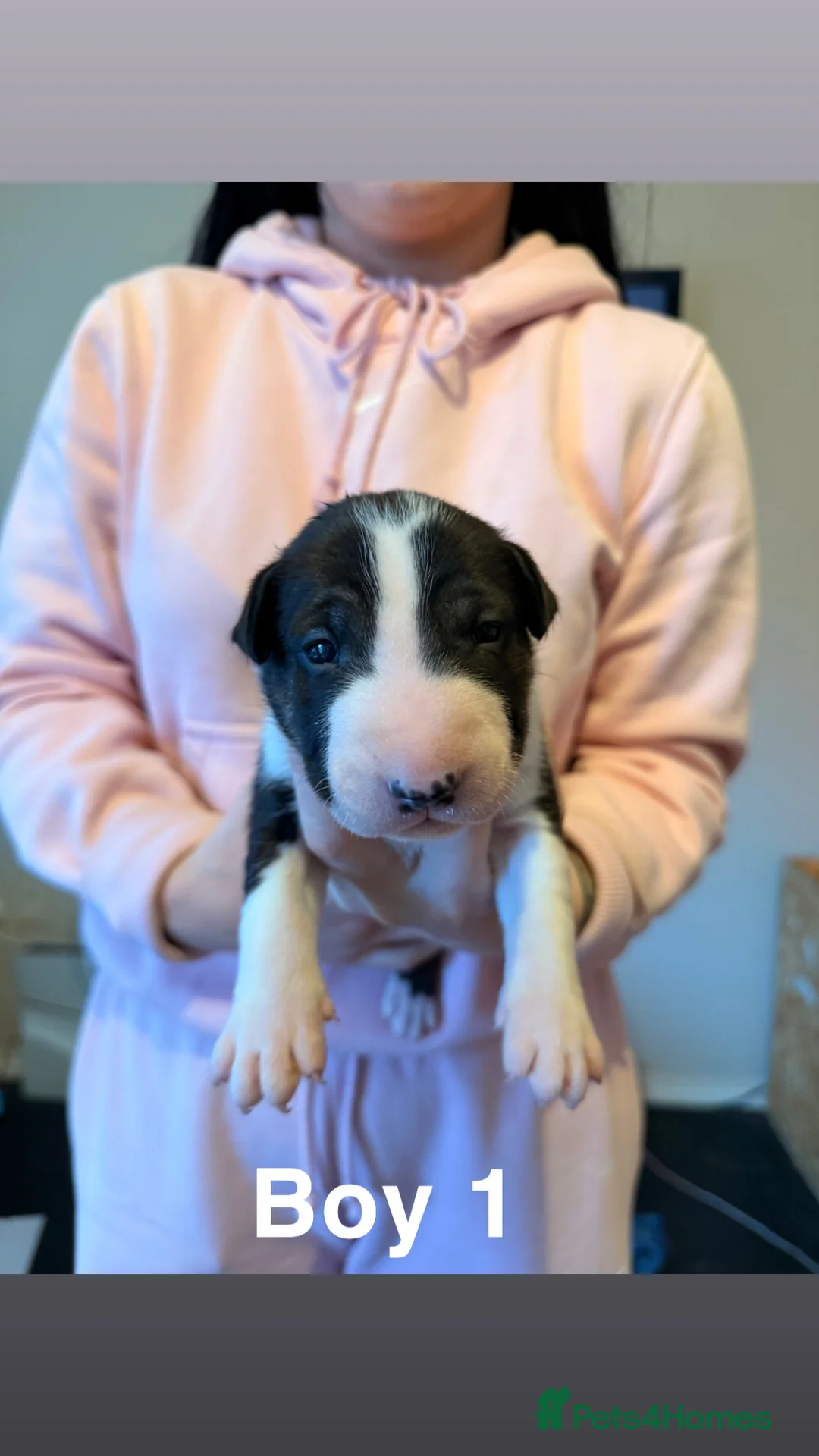 English Bull Terrier dogs for sale: KC registered English Bull Terrier Puppies - Advert 8