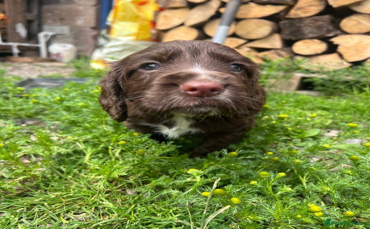 Cocker Spaniel dogs - Advert 4