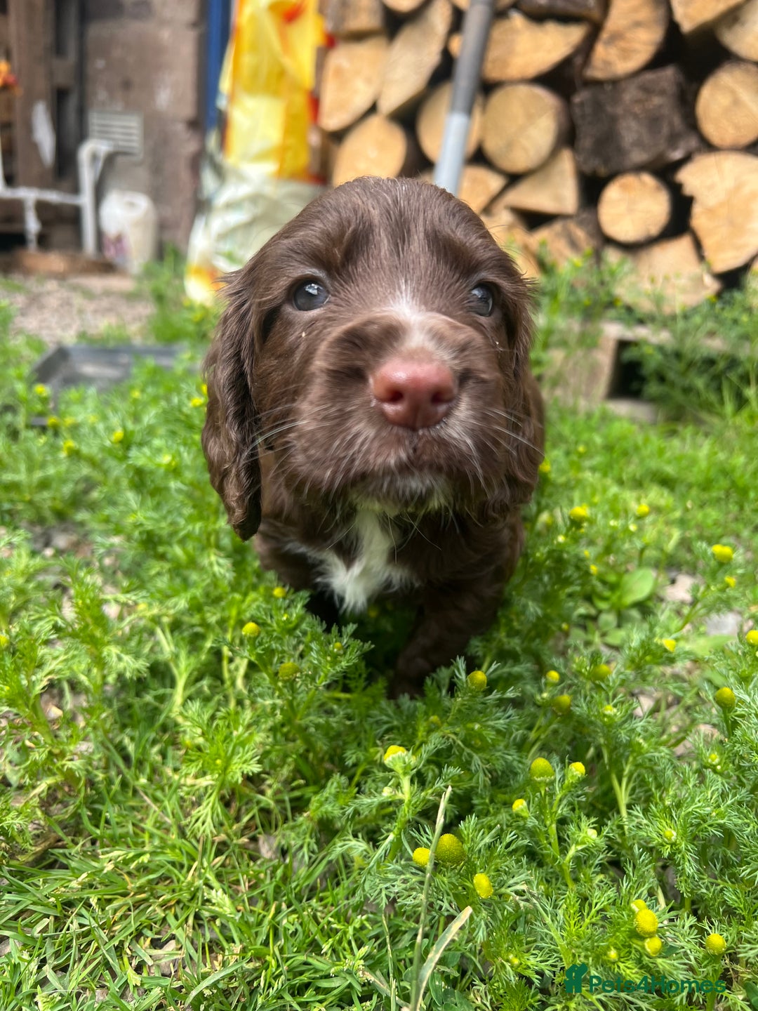 Cocker Spaniel dogs for sale: Cocker spaniel puppies  - Image 1