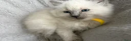 Ragdoll cats for sale: Gorgeous ragdoll kittens!  - Advert 11