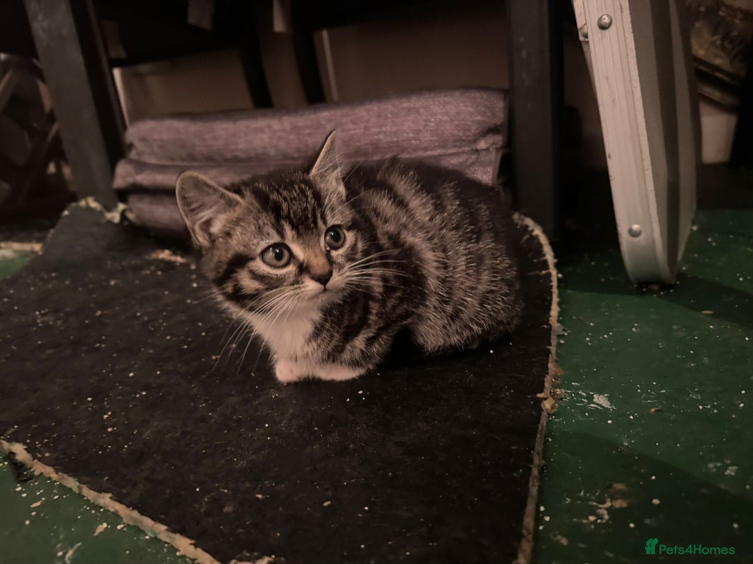 Mixed Breed cats for sale: 5 Little Furballs Looking For Loving Homes😻😻 - Advert 6