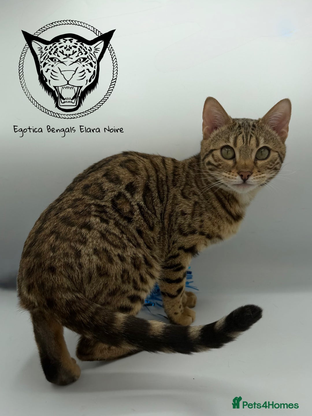 Bengal cats for sale: 🐆✨ GLITTER TICA 6TH GENERATION BENGAL KITTENS🐆✨ - Advert 18