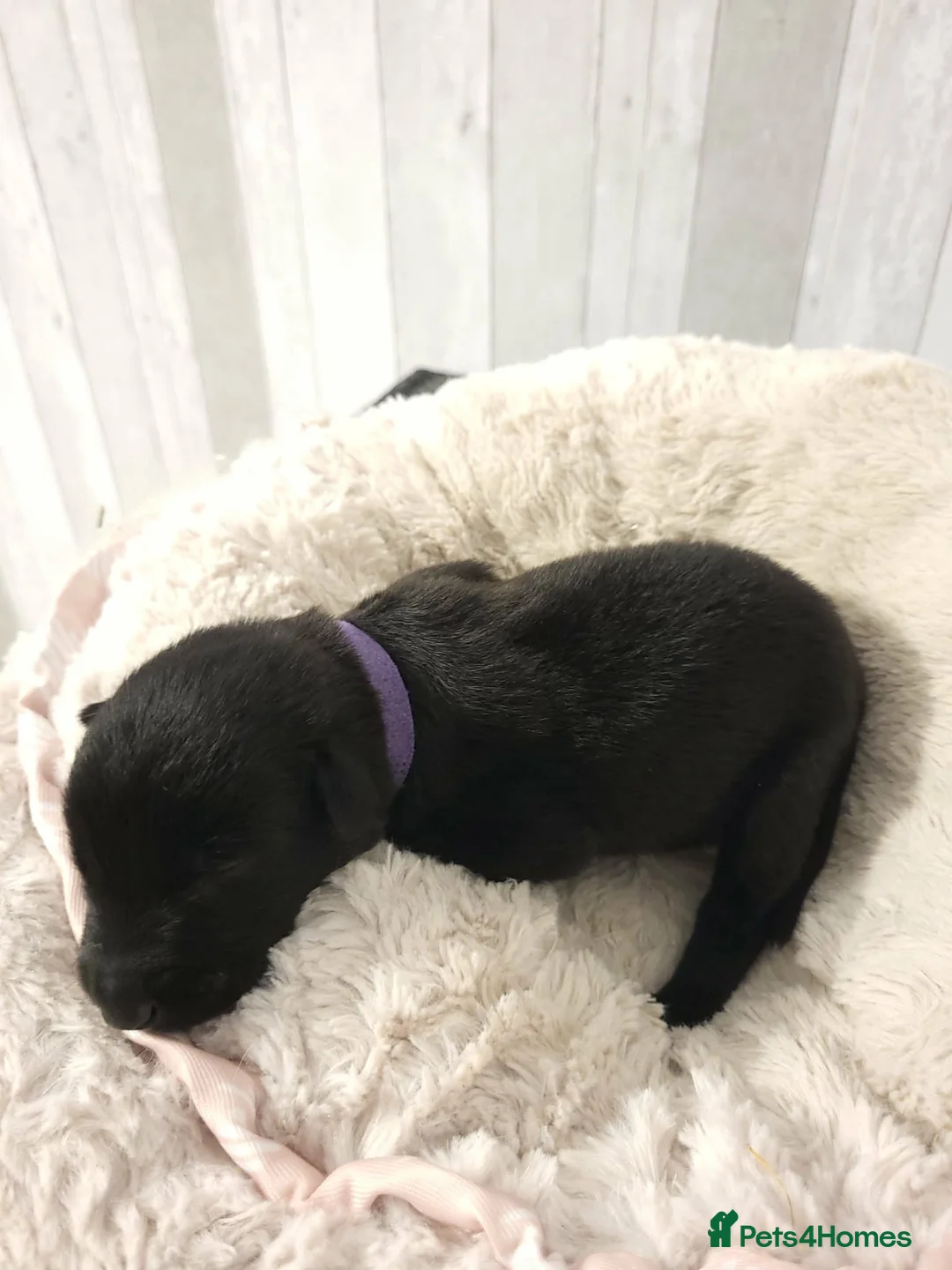 Belgian Shepherd Dog dogs for sale: Top quality Malinois puppies protectioning line - Advert 9