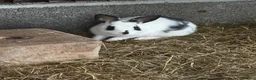 English Lop rabbits for sale: Pair of females bunnies.  - Advert 3
