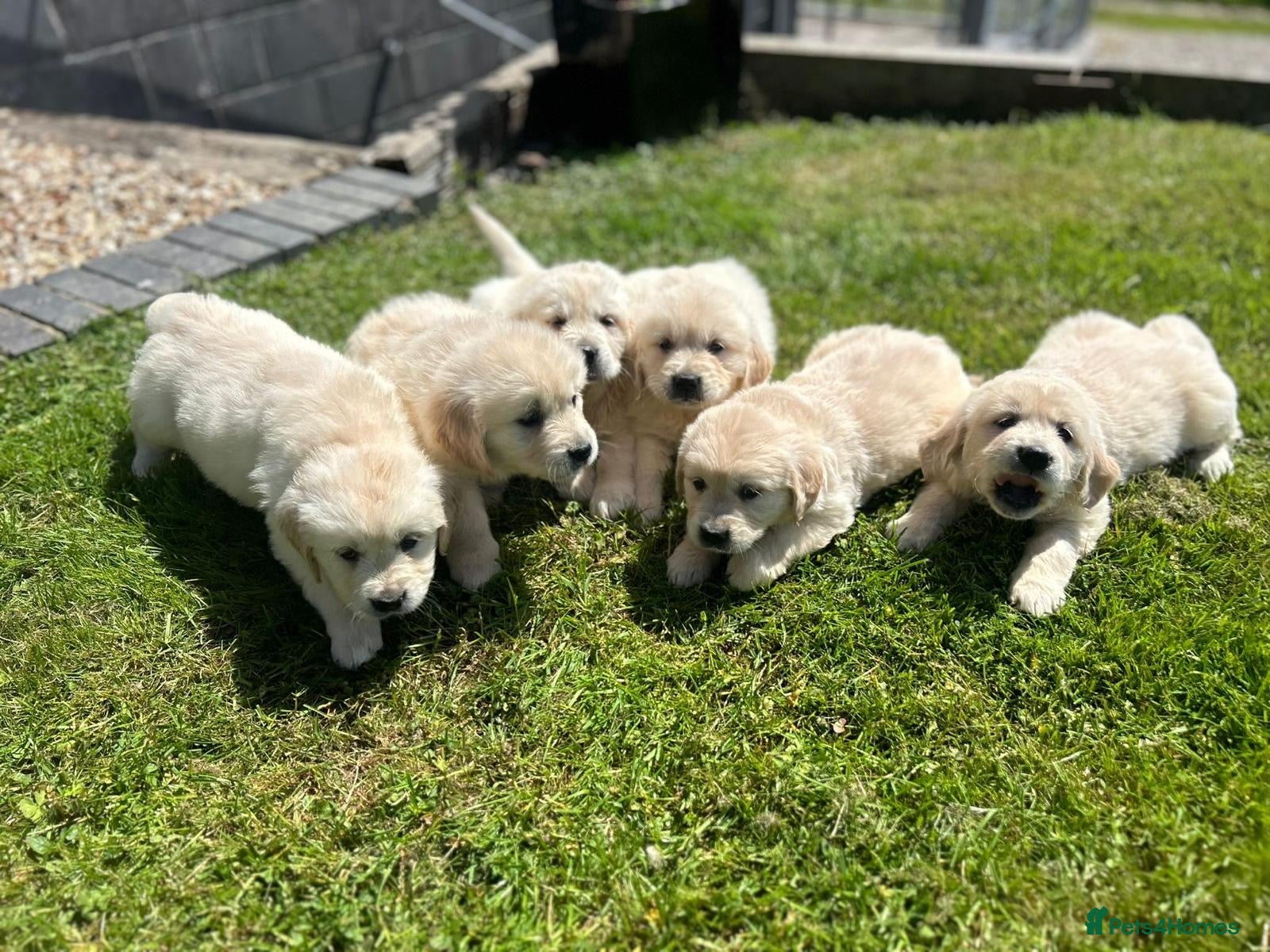Golden Retriever dogs Golden retriever puppys - Advert 1