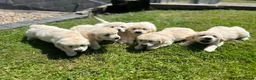 Golden Retriever dogs for sale: Golden retriever puppys in Chichester - Advert 1