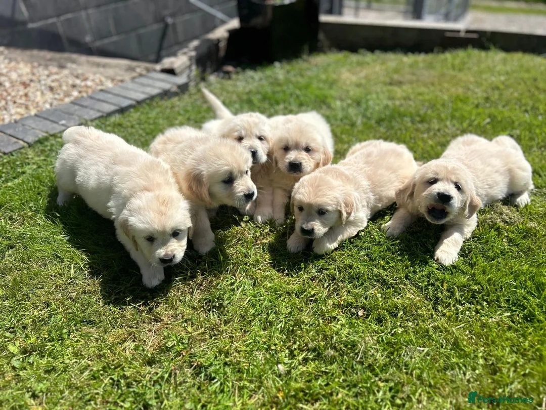 Golden Retriever dogs for sale: Golden retriever puppys in Chichester - Advert 1