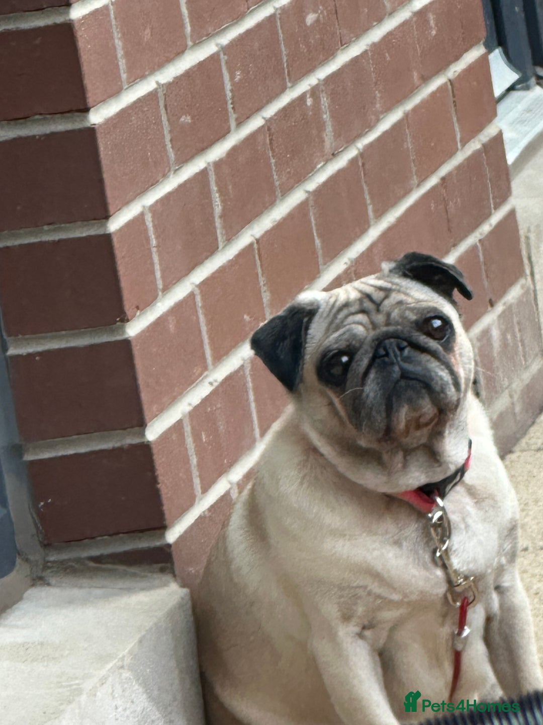 Pug dogs for sale: Female pug  - Advert 2