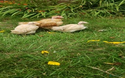 Chickens poultry for sale: Naked Neck Bantams chicks/growers in York - Image 4