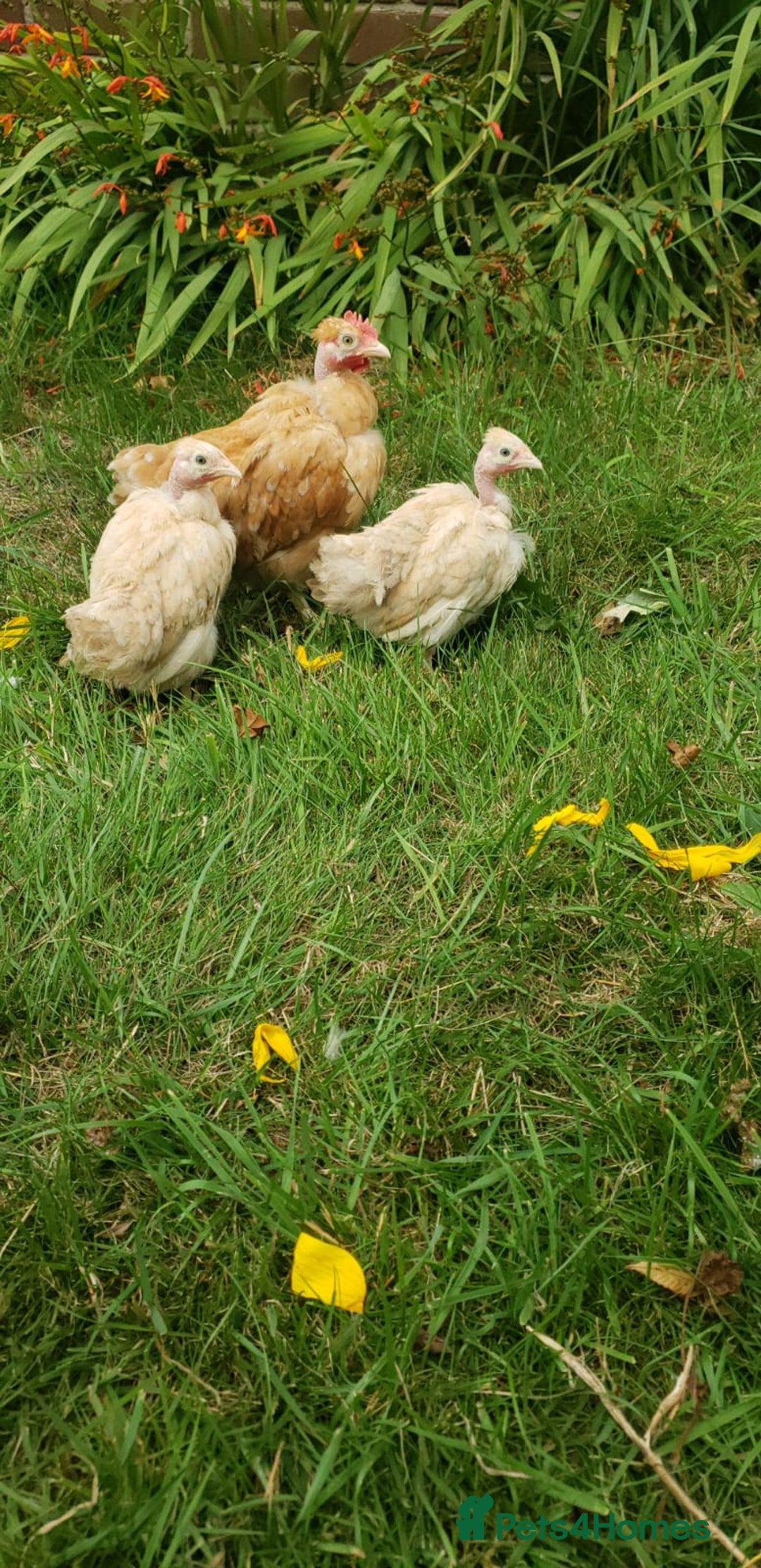 Chickens poultry for sale: Naked Neck Bantams chicks/growers in York - Image 4