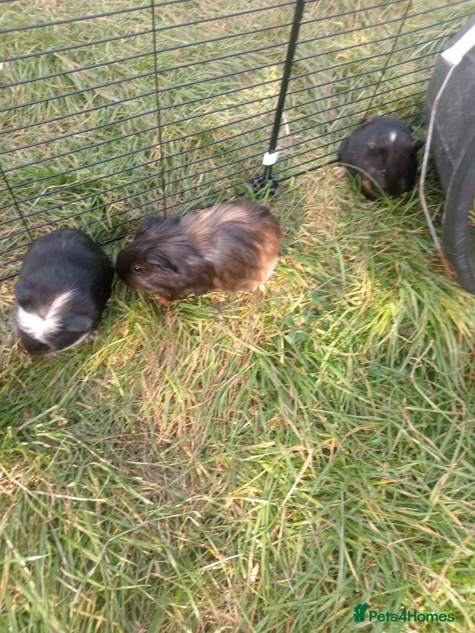 Guinea Pig rodents for sale: Guinea pigs available  - Advert 6