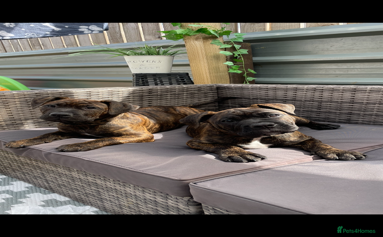 Mixed Breed dogs in Shotts - Advert 1