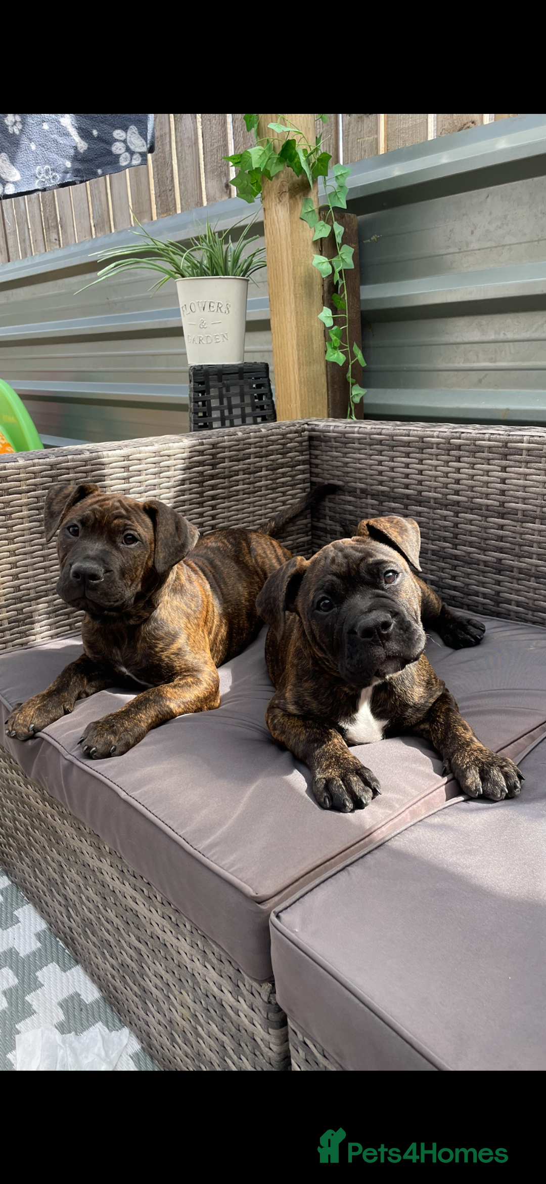 Mixed Breed dogs for sale: Old tyme bulldog in Shotts - Image 1