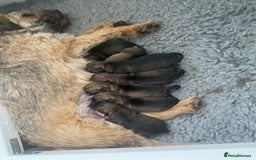 Border Terrier dogs for sale: Border terriers  - Image 1