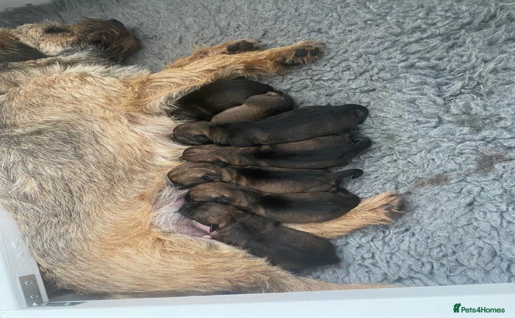Border Terrier dogs - Advert 13