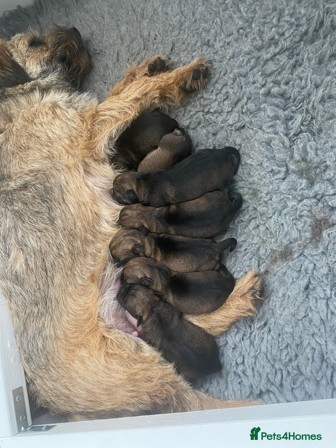 Border Terrier dogs for sale: Border terriers  - Image 1