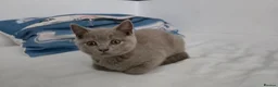 British Shorthair cats for sale: Pedegree Lilac gorgeous BSH short hair - Advert 12