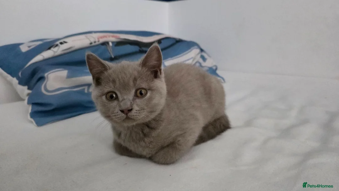 British Shorthair cats for sale: Pedegree Lilac gorgeous BSH short hair - Advert 12