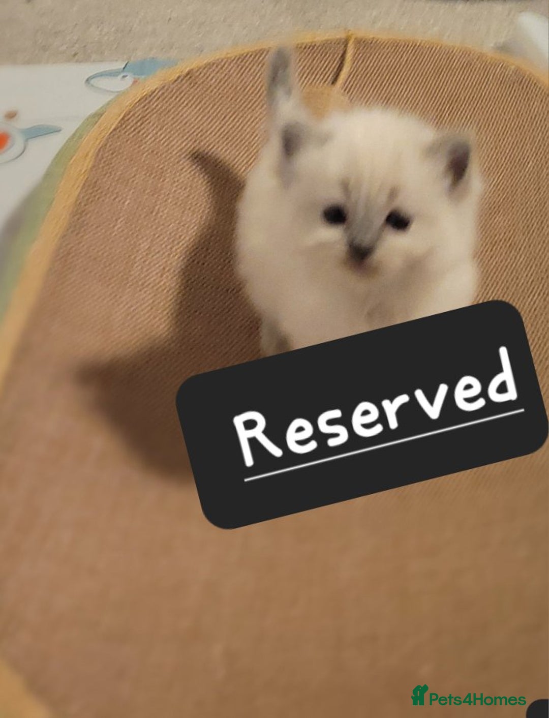 Ragdoll cats for sale: Ragdoll kittens - Advert 6