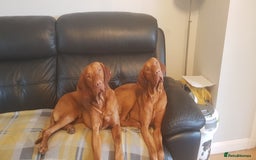 Hungarian Vizsla dogs for stud: Mr David McKerron  - Image 6