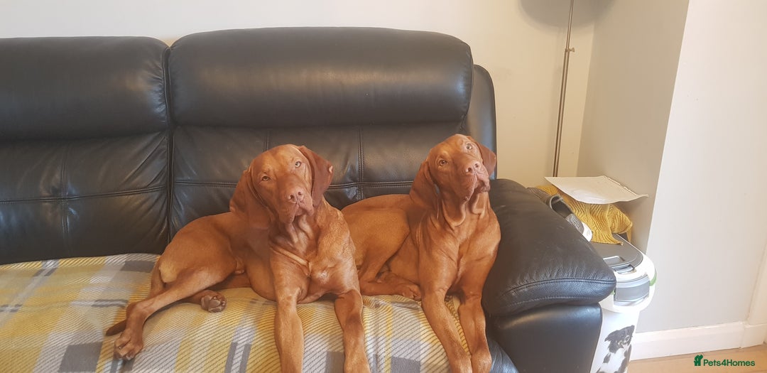 Hungarian Vizsla dogs for stud: Mr David McKerron  - Image 6