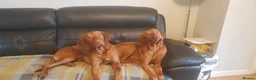 Hungarian Vizsla dogs for stud: Mr David McKerron  - Advert 6
