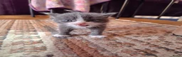 Mixed Breed cats for sale: 4 kittens - Advert 3
