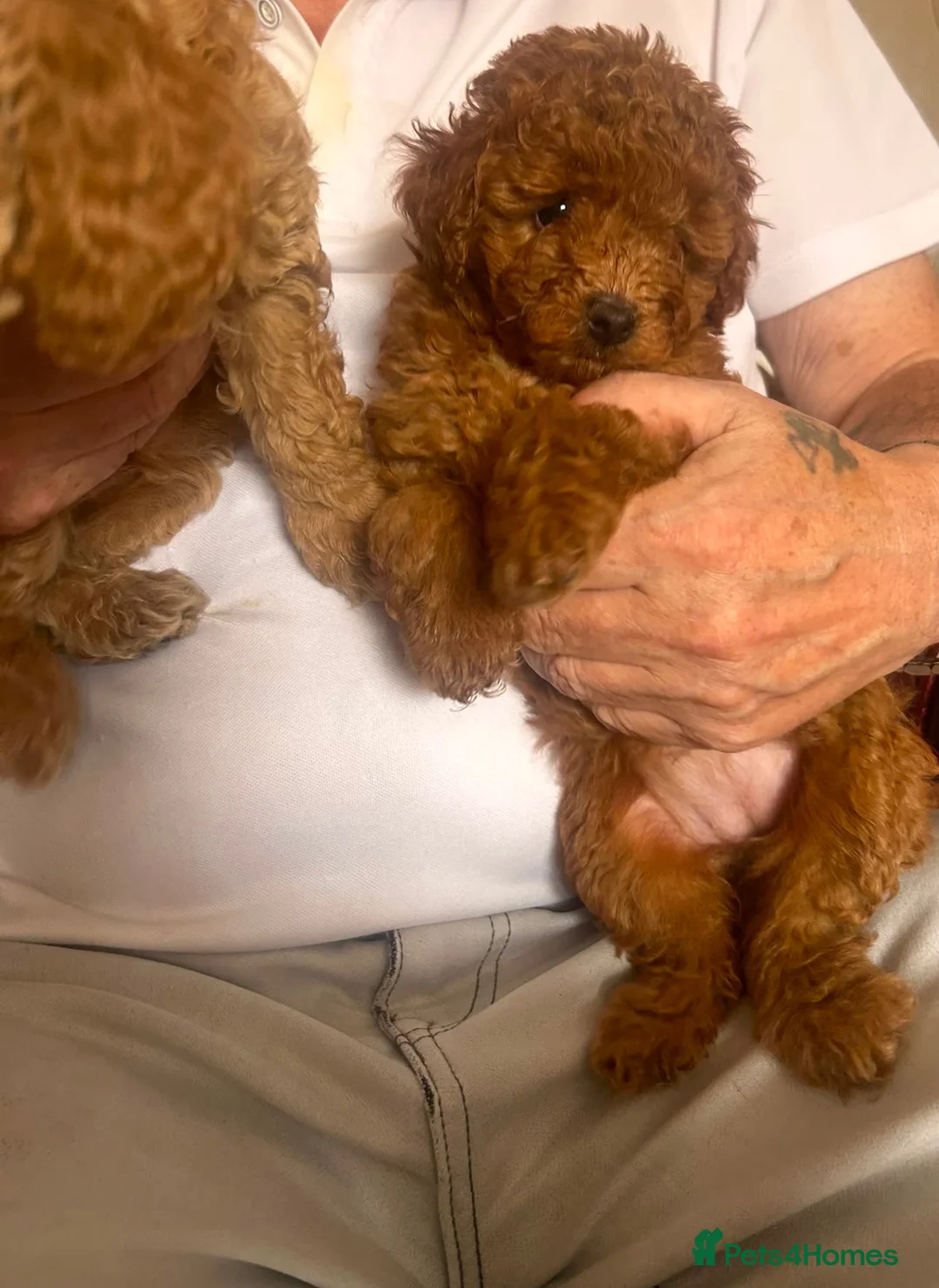 Toy Poodle dogs for sale: 2 toy poodle for sale  - Advert 7