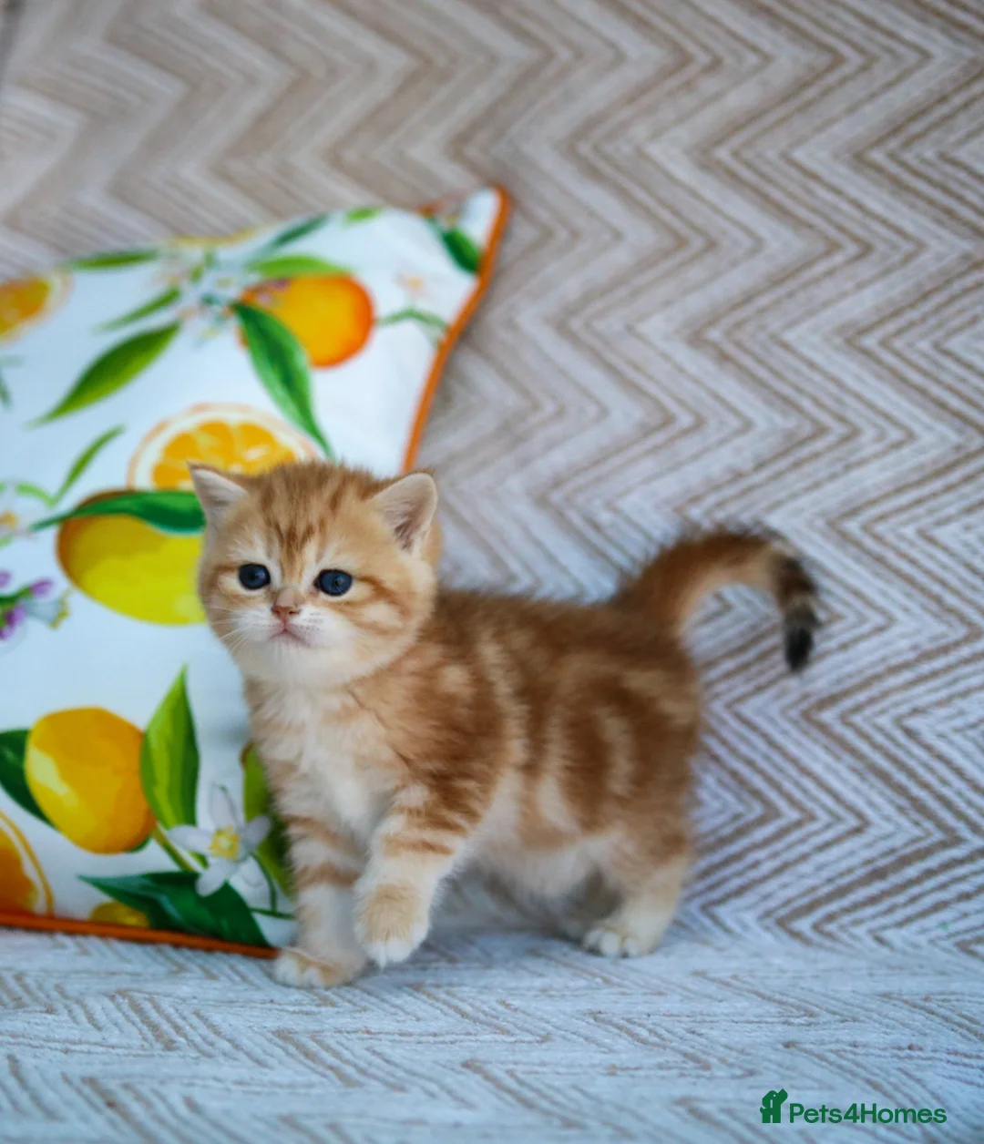 British Shorthair cats for sale: 💙British shorthair kittens available  - Advert 1