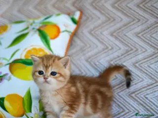 British Shorthair cats 💙British shorthair kittens available - Advert 5