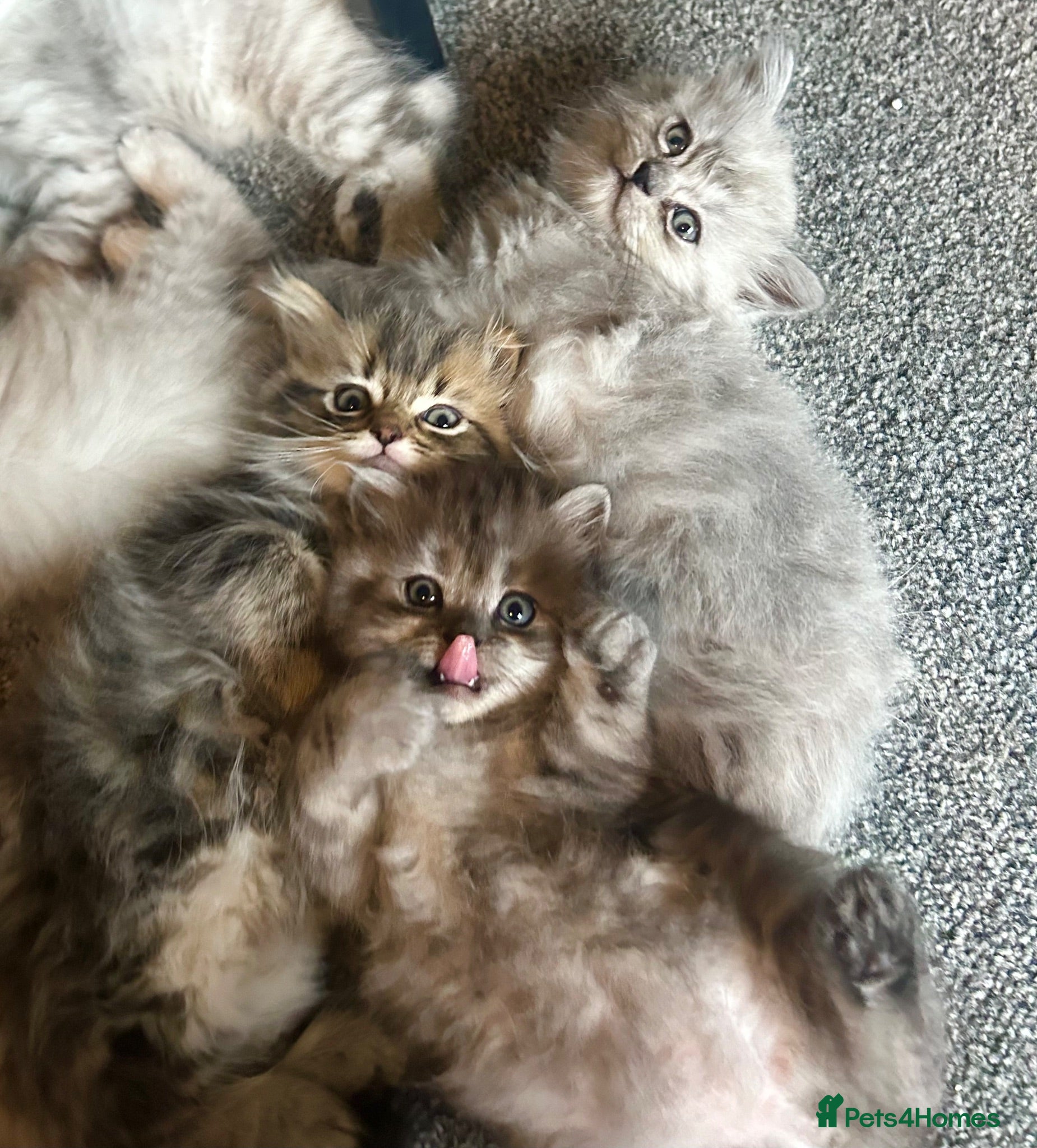 Persian cats 7-Persian kittens for sale 🩶🩵 males & Females - Advert 5