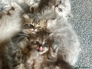 Persian cats 7-Persian kittens for sale 🩶🩵 males & Females - Advert 5