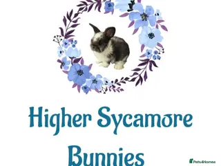 Mini Lop rabbits Bunnies looking for new homes - Advert 13