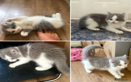 Exotic cats for sale: Exotic X Silver Tabby Fur Babies - Image 9