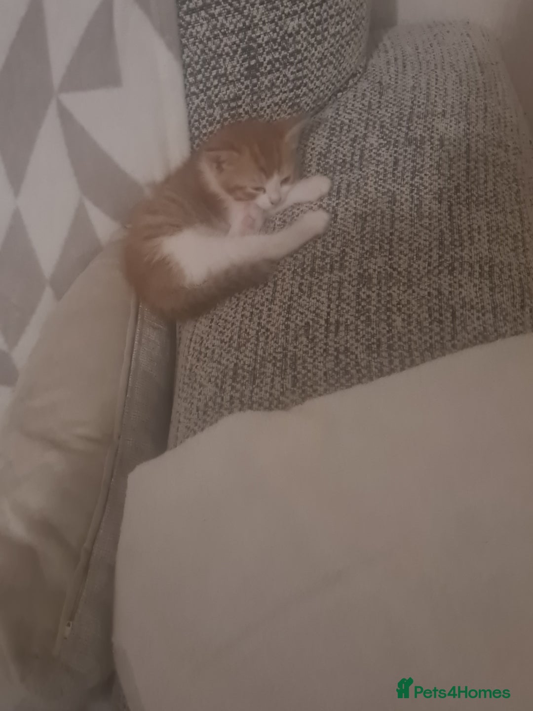 Mixed Breed cats for sale: 5 beautiful tabby kittens  - Image 6